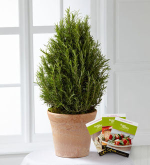 Rosemary Riches Tree by Better Homes and Gardens