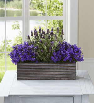 Editor's Choice Purple in Bloom Windowbox by Better Homes and Gardens