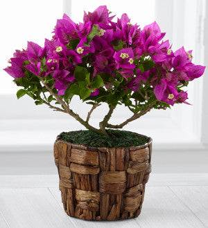 Flowering Fuchsia Bougainvillea Plant by Better Homes and Gardens- 4.5-inch