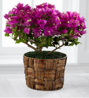 Flowering Fuchsia Bougainvillea Plant by Better Homes and Gardens - 6-inch
