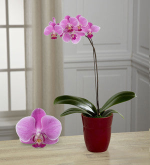 Dream Discovery Phalaenopsis Orchid