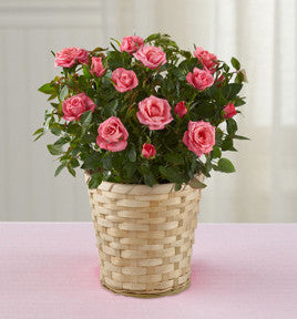Just for Mom Mothers Day Mini Rose