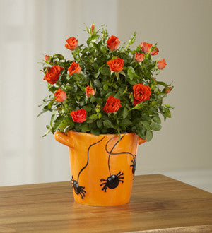 Spider Surprise Halloween Mini Rose