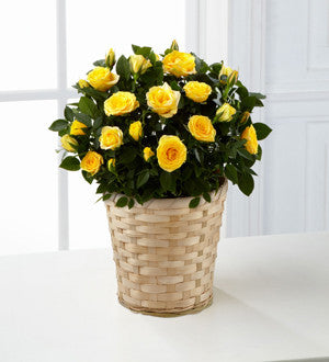 Sunshine Spirit Mini Rose -Good