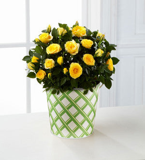 Sunshine Spirit Mini Rose - 6.5-inch