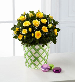 Sunshine Spirit Mini Rose - 8-inch